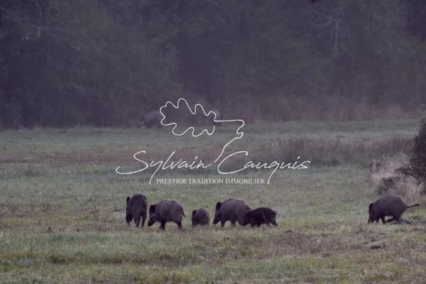 Propriété de Chasse ou d'Agrément de 180 hectares en Sologne