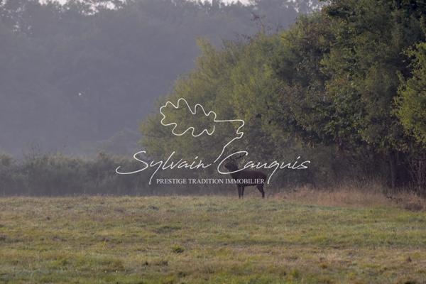 Propriété de Chasse ou d'Agrément de 180 hectares en Sologne