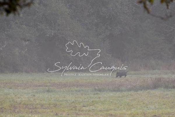 Propriété de Chasse ou d'Agrément de 180 hectares en Sologne