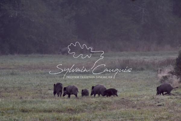 Propriété de Chasse ou d'Agrément de 180 hectares en Sologne