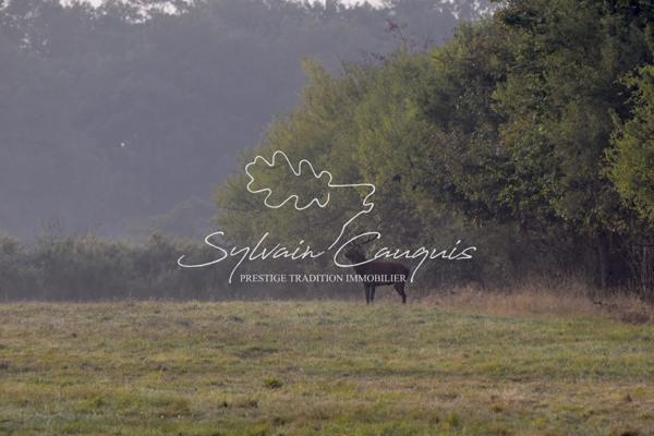 Propriété de Chasse ou d'Agrément de 180 hectares en Sologne