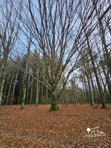 Dpt Aude (11), à vendre LES MARTYS propriete P5 de 110 m² - Terrain de 20,00 Ha -garage-source