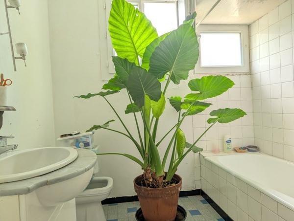 Maison à vendre |  L'Isle-Jourdain |  5 pièces | 104 m²