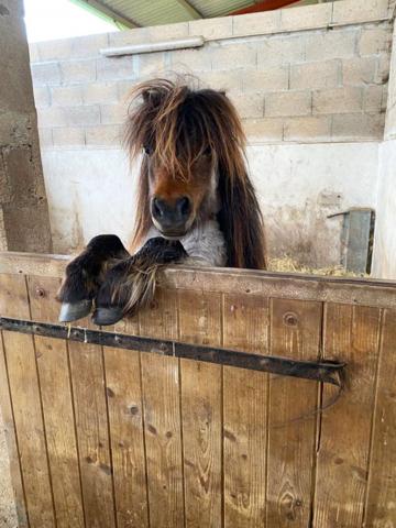 PROPRIÉTE EQUESTRE SUR 6 HA  AVEC MAISONS D'HABITATION