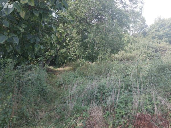 A VENDRE sur la commune de BAR-SUR-SEINE (Aube), un jardin en partie boisé au bord de la Seine ...