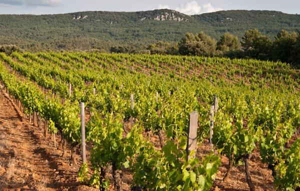 VIGNOBLE COTEAUX D'AIX EN PROVENCE