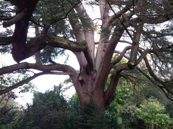 Maison de maître à vendre à Cour-Cheverny dans le Loir-et-Cher (41700), ref : AN 8855