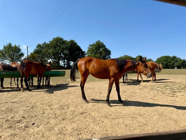Maison à vendre 4 pièces SCEAUX D'ANJOU (49)