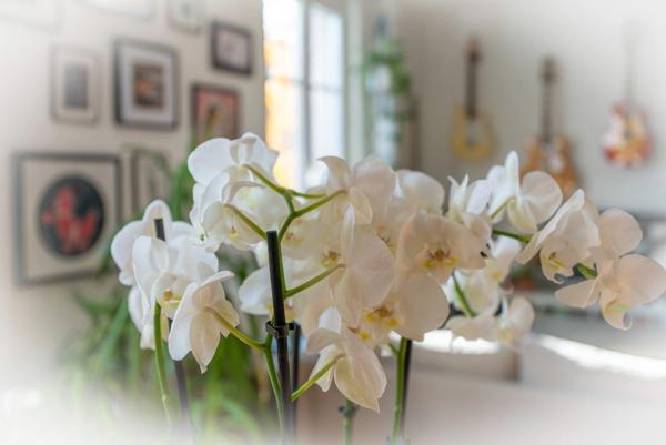 Appartement à vendre 4 pièces SCHILTIGHEIM (67) près de Strasbourg