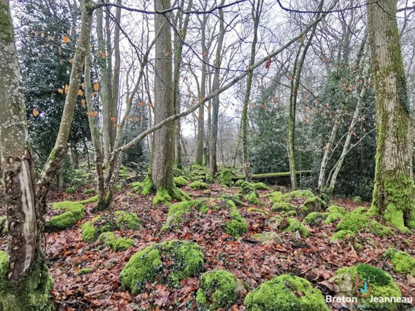 Maison sur 2,5ha à Vimartin sur Orthe