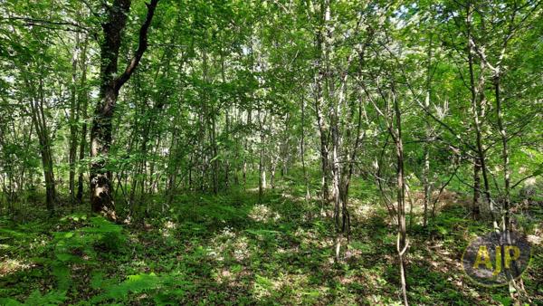 Vente terrain Le Teich : 580 000 € - AJP Immobilier Arcachon
