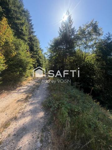 EN EXCLUSIVITE UNE BELLE FORÊT DE PLUS DE 3 HECTARES