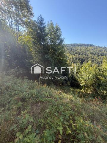 EN EXCLUSIVITE UNE BELLE FORÊT DE PLUS DE 3 HECTARES