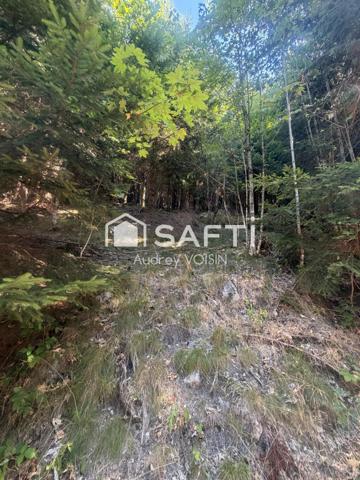 EN EXCLUSIVITE UNE BELLE FORÊT DE PLUS DE 3 HECTARES