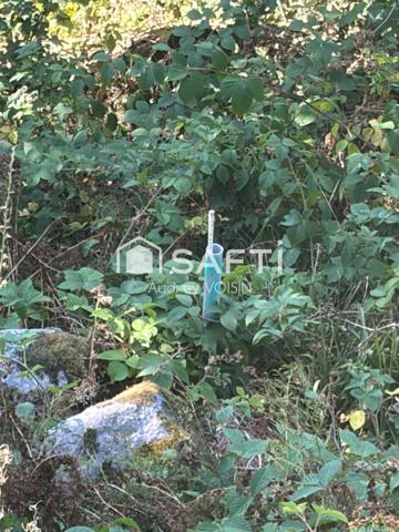 EN EXCLUSIVITE UNE BELLE FORÊT DE PLUS DE 3 HECTARES