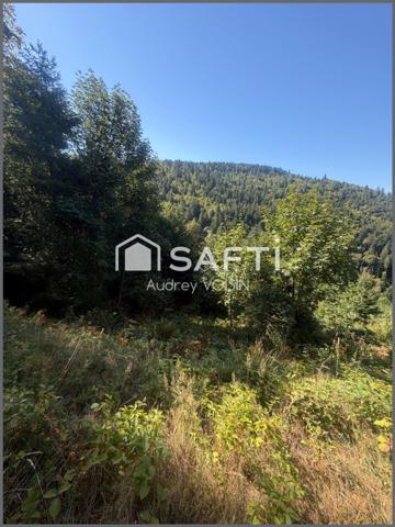 EN EXCLUSIVITE UNE BELLE FORÊT DE PLUS DE 3 HECTARES