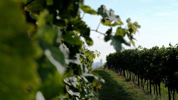 Vente Propriété viticole Bordeaux 5 Pièces 240000 m²
