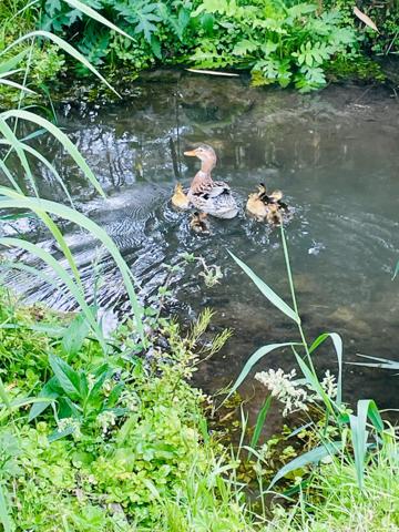 MAGNIFIQUE PROPRIETE AUX PORTES DE ROUEN