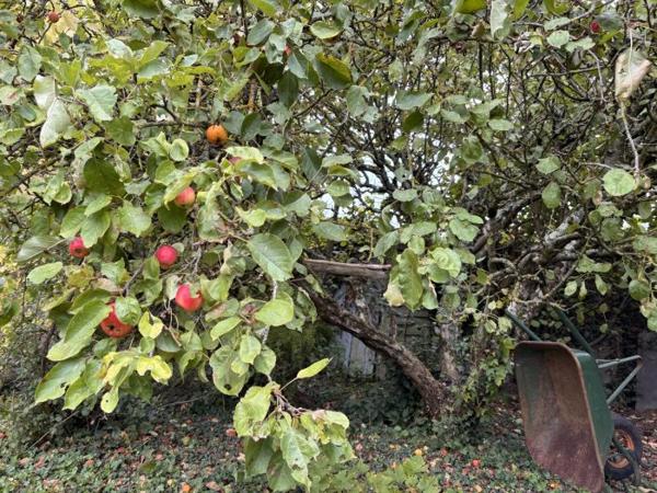 Maison ancienne Parennes 65 m²