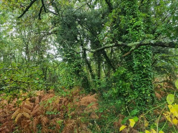 Parking à vendre |  La Tremblade |  Pavillon | 688 m²