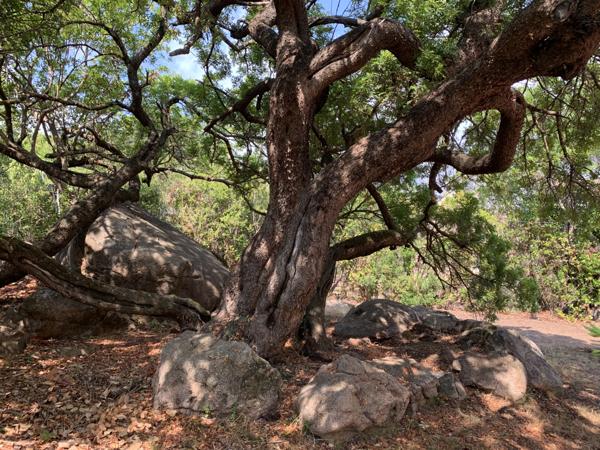 Zonza (20144) Villa vue mer et plage à pied