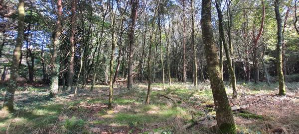 Questembert, longère indépendante à rafraichir sur 5Ha de bois