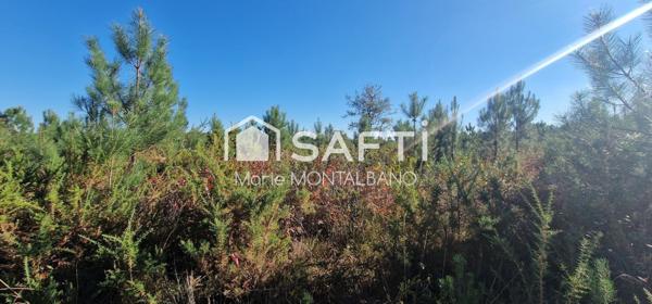 Grand terrain forestier 5,9h à Biganos