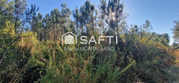 Grand terrain forestier 5,9h à Biganos
