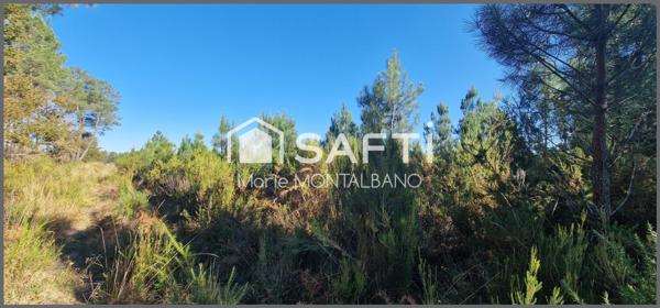 Grand terrain forestier 5,9h à Biganos