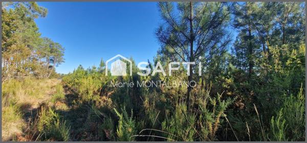 Grand terrain forestier 5,9h à Biganos