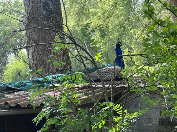Domaine à vendre 11 pièces et activité rentable en place (17)