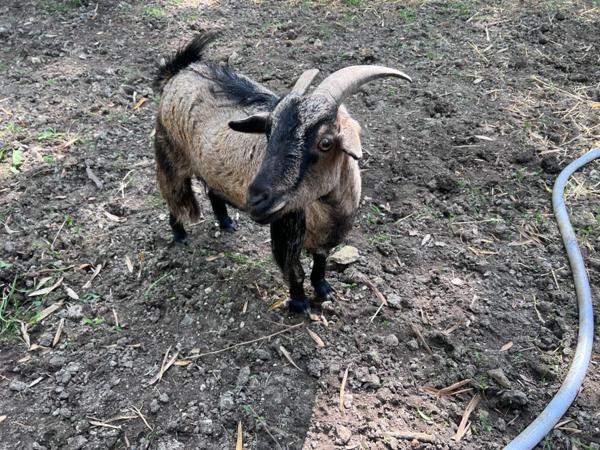 Domaine à vendre 11 pièces et activité rentable en place (17)