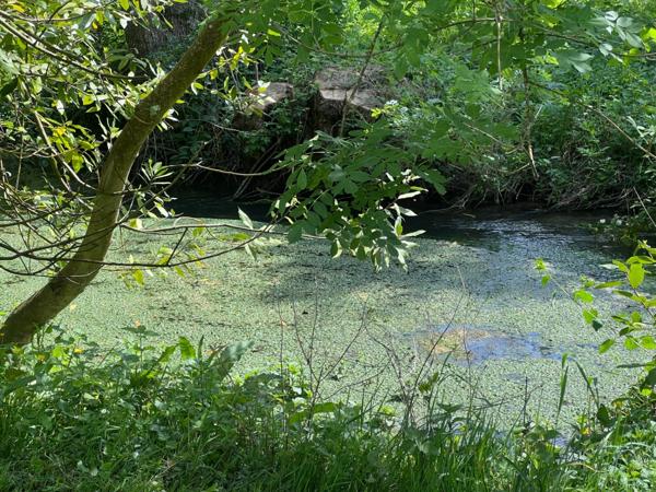Domaine à vendre 11 pièces et activité rentable en place (17)