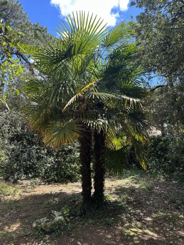 Saint-Palais-sur-Mer (17420) SAINT PALAIS / MER - Maison atypique - proche plage - AU PRIX DE 977.600€ HAI