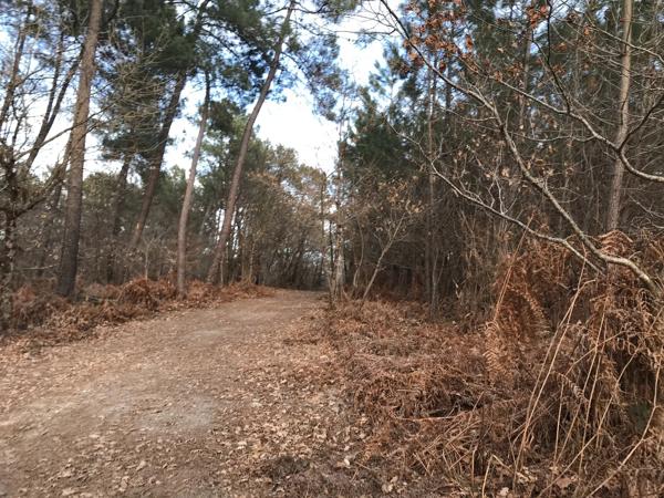 Grande propriété de 3 chambres située sur un terrain de 65 hectares avec potentiel de revenus (actuellement un parc de chasse)