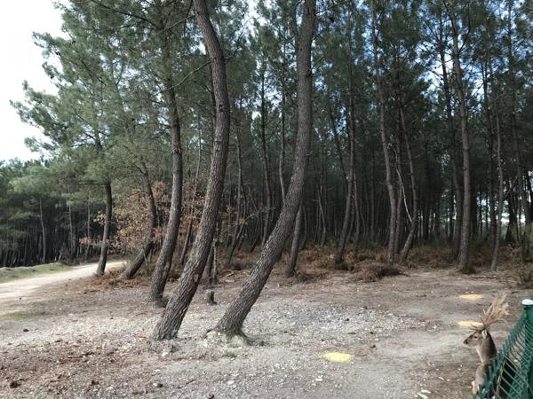 Grande propriété de 3 chambres située sur un terrain de 65 hectares avec potentiel de revenus (actuellement un parc de chasse)