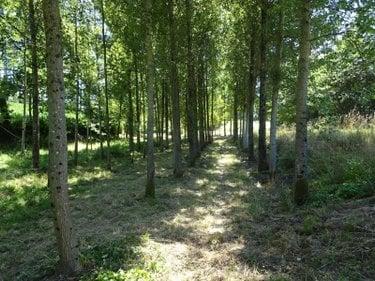 Terrain de loisirs - Bois - Etang à vendre à Poilley en Ille-et-Vilaine (35420), ref : 036/689