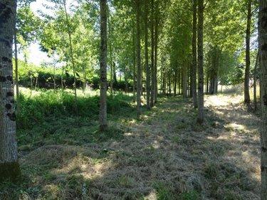 Terrain de loisirs - Bois - Etang à vendre à Poilley en Ille-et-Vilaine (35420), ref : 036/689