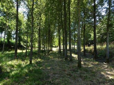 Terrain de loisirs - Bois - Etang à vendre à Poilley en Ille-et-Vilaine (35420), ref : 036/689