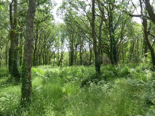 Maison à vendre à Gouesnach dans le Finistère (29950), ref : 127/2422