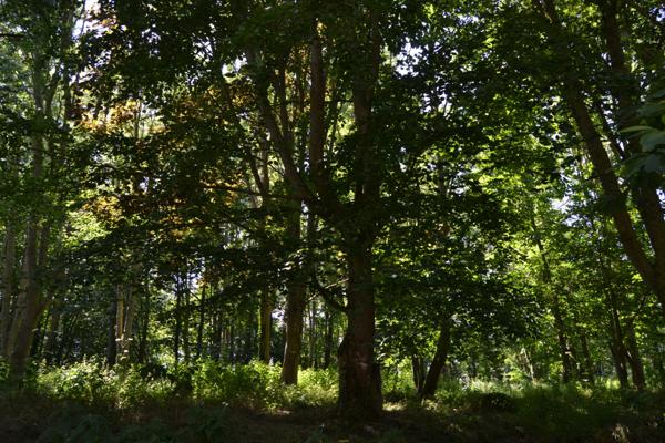 Plougasnou (29630) Plougasnou, Manoir du 15ème avec dépendances sur 1,2 hectares de bois.