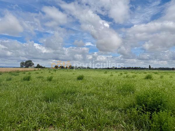 Vente
                Maison77,2 m² - 3 Pièces -
                    ARDEVON (50170)