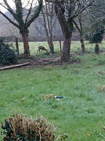 Propriété équestre « typique Bretonne » (en pierres) de 263 m2 à Cléguer (Bretagne Sud - Pays de Lorient)
