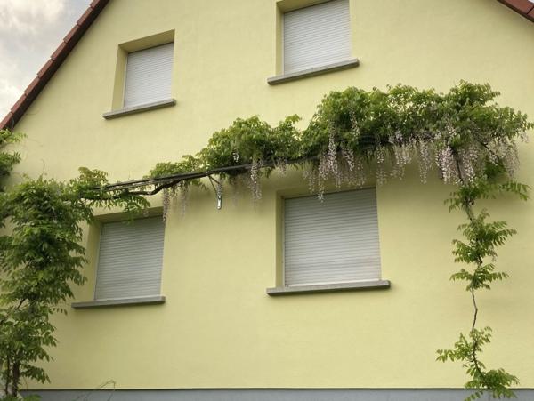 Location Maison 5 pièces Hochfelden (67270) - 3 rue Monseigneur