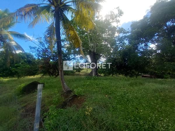 Achat terrain Ducos - 2497 m² - 260 000 €