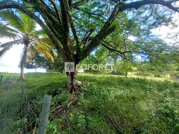 Achat terrain Ducos - 2497 m² - 260 000 €