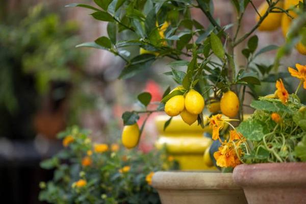 Fleuriste à PARIS 7EME ARRONDISSEMENT (75007)