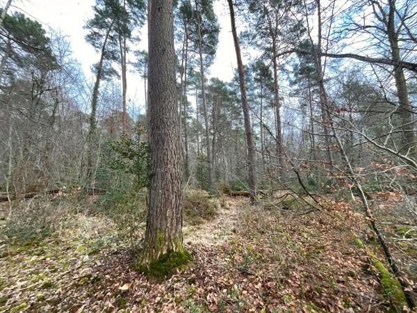 Propriété forestière