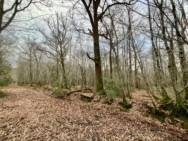 Propriété forestière