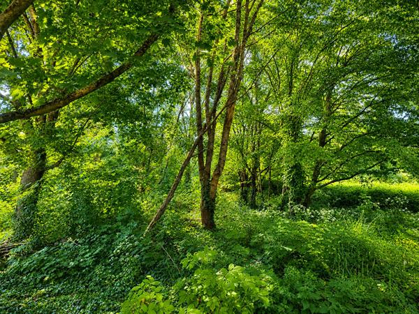 Terrain à bâtir arboré à Souzay Champigny - 720m²